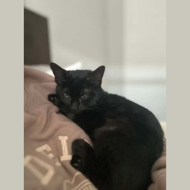 Photo of Alan   16 Week Old Domestic Medium Hair (Trial)
