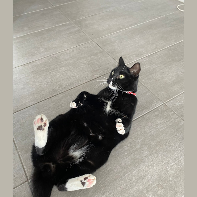 Photo of Soot