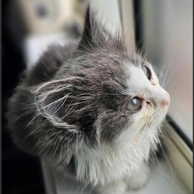 Photo of Petrescue Test