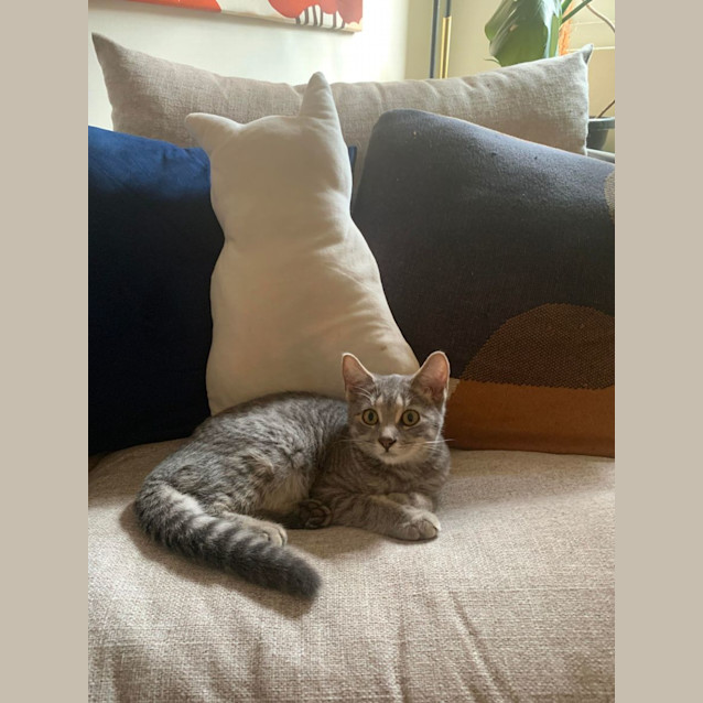 Photo of Poppet