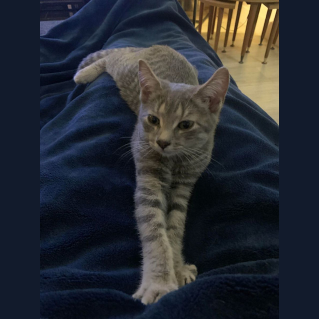 Photo of Poppet