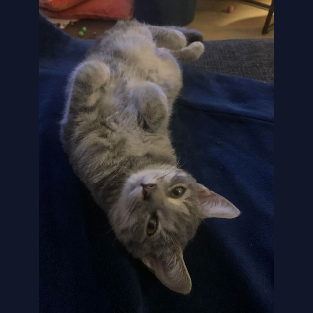 Photo of Poppet