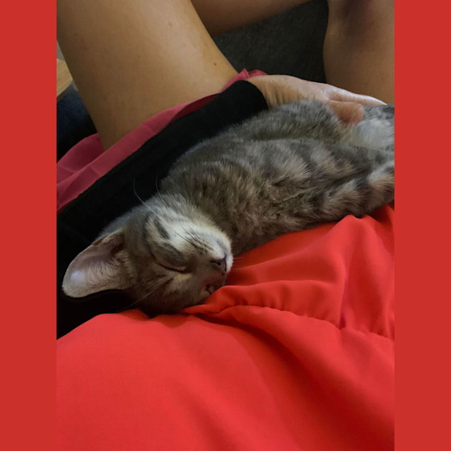 Photo of Poppet