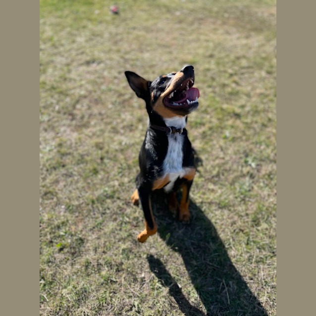 Photo of Rocko