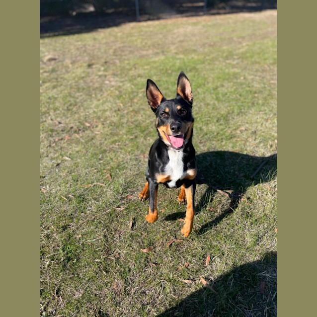 Photo of Rocko