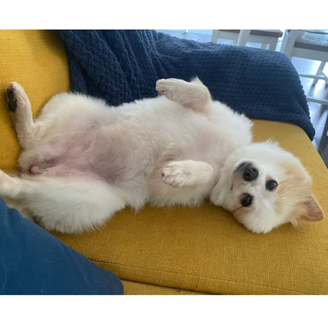 Photo of Princess & Poppy   8 Year Old Pomeranian