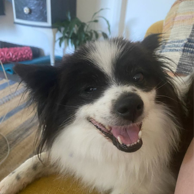 Photo of Princess & Poppy   8 Year Old Pomeranian