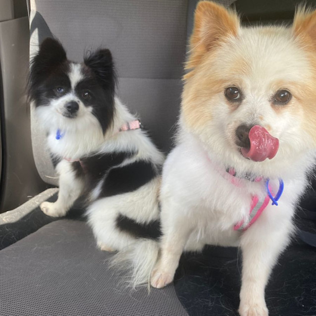 Photo of Princess & Poppy   8 Year Old Pomeranian