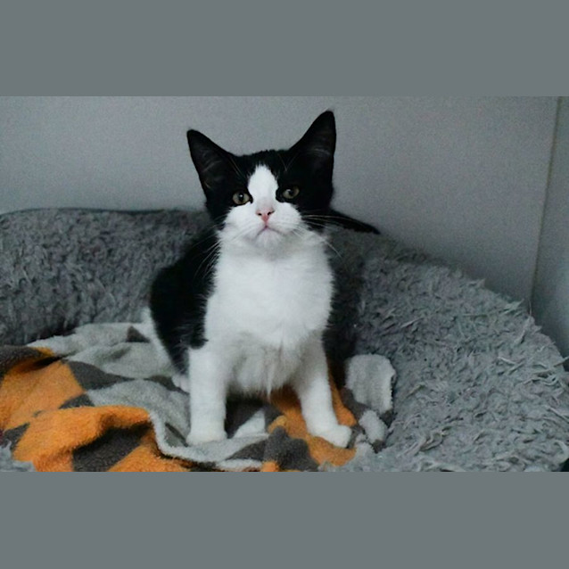 Photo of Tofu