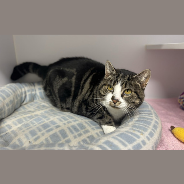 Photo of Kitty