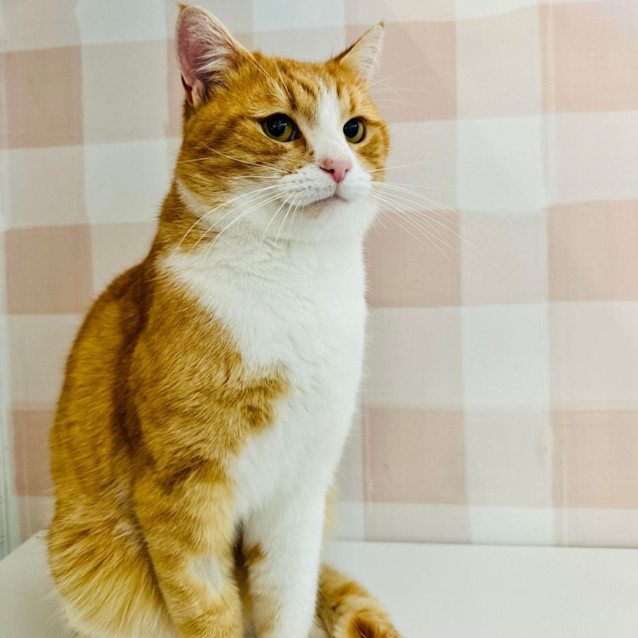 Photo of Wyatt   Located In Preston