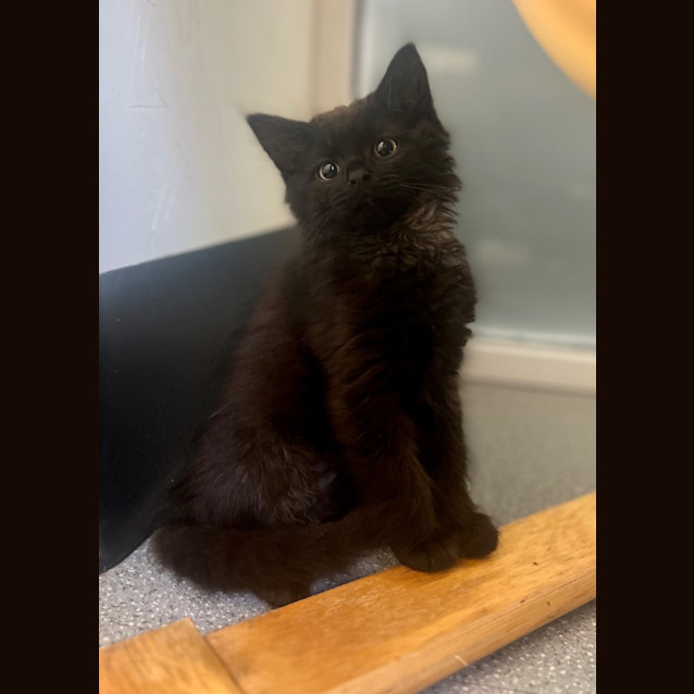 Photo of Birdie