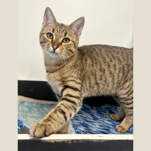 Photo of Matty   Petstock