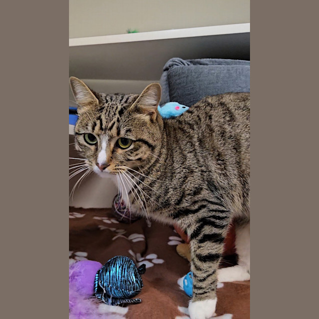 Photo of Odie