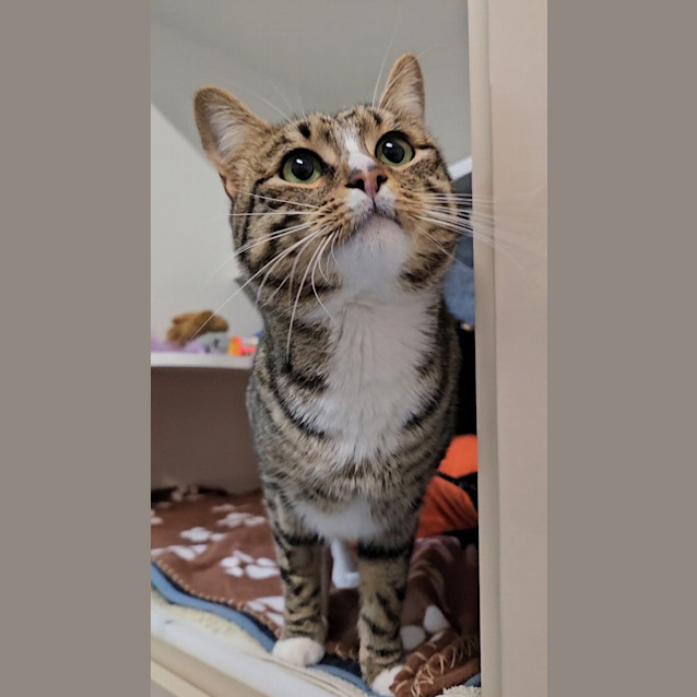 Photo of Odie