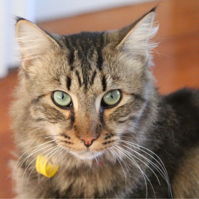 Photo of 💚 Tabs 💚