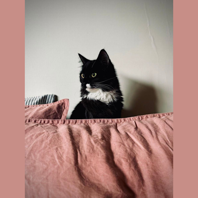 Photo of Chicken Wing