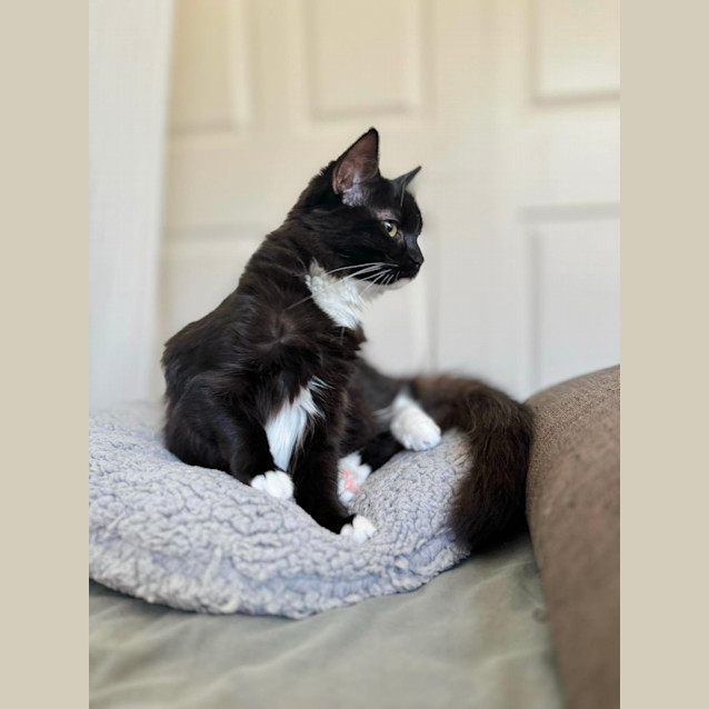 Photo of Chicken Wing