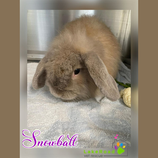 Photo of Snowball