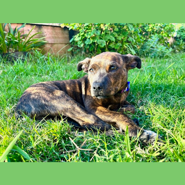 Photo of Rocky   13 Week Old English Staffy X (Trial)