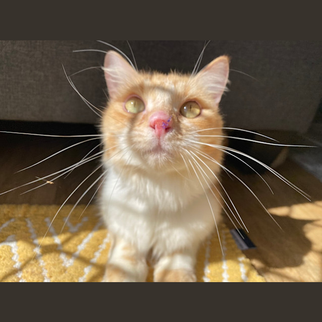 Photo of Samson