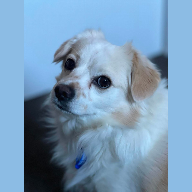 Photo of Bingo   3 Year Old Cavoodle X Japanese Spitz (Tria