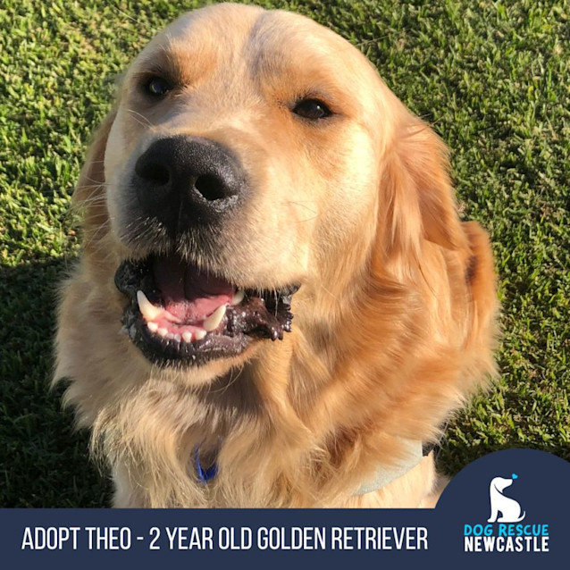 Photo of Theo   2 Year Old Golden Retriever (Trial)