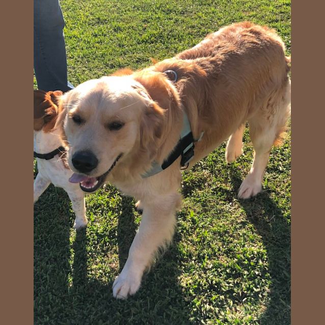Photo of Theo   2 Year Old Golden Retriever (Trial)