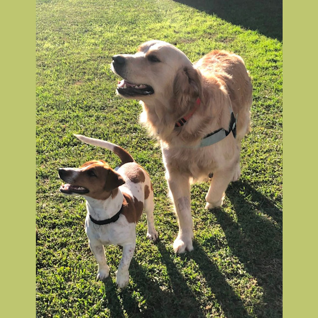 Photo of Theo   2 Year Old Golden Retriever (Trial)