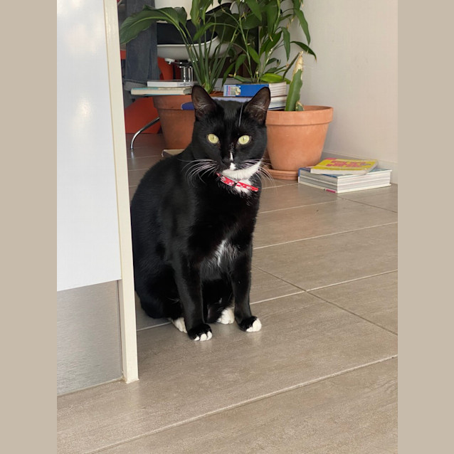 Photo of Soot