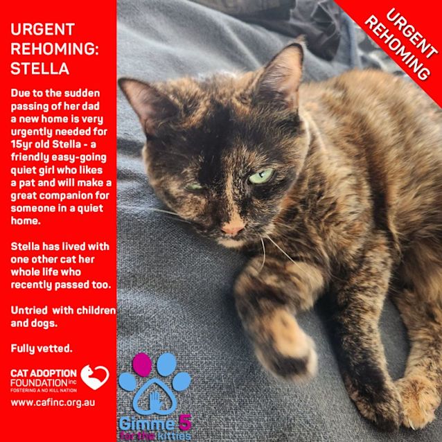 Photo of Stella Private Rehoming No Charge!