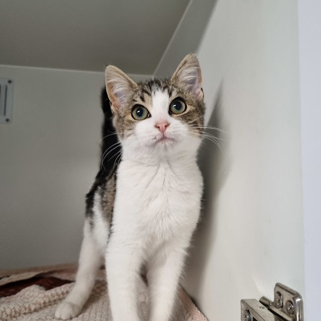 Photo of Willow