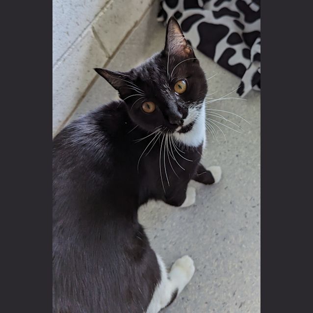 Photo of Kit