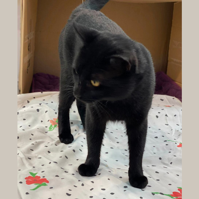 Photo of Pepe (6469)