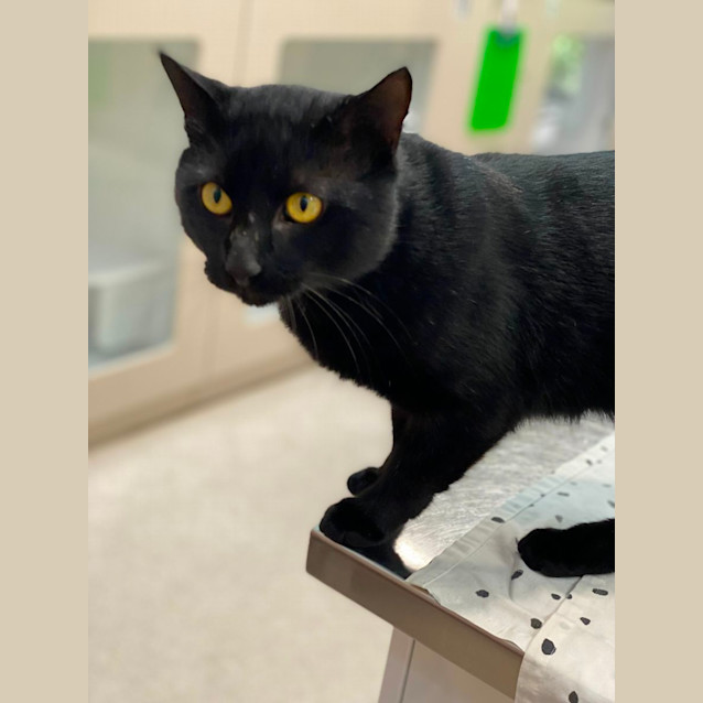 Photo of Pepe (6469)