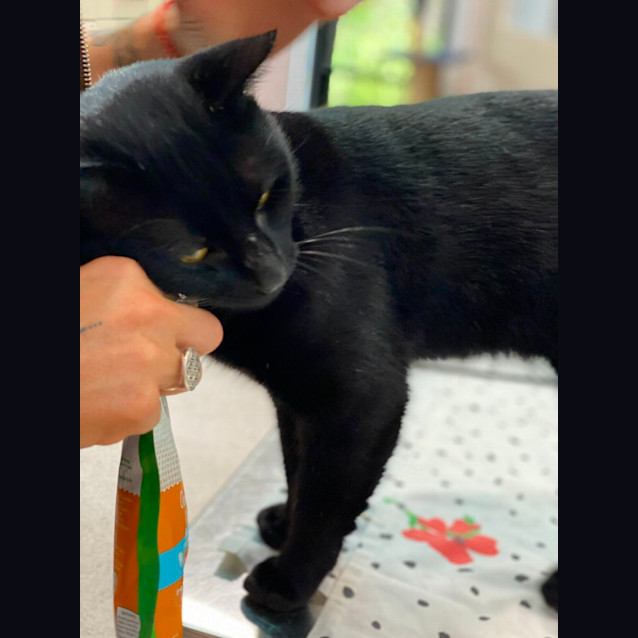 Photo of Pepe (6469)