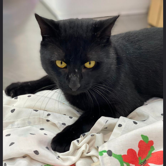 Photo of Pepe (6469)