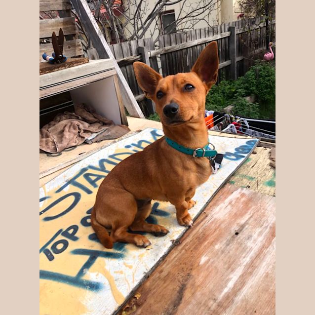 Photo of Tilly