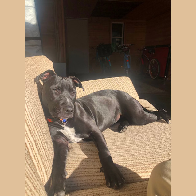 Photo of Juniper   9 Month Old Staffy X (Trial)