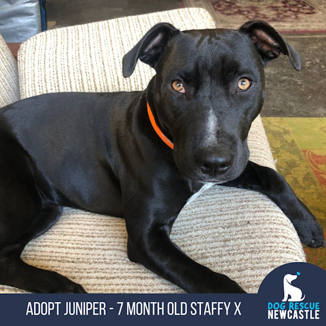 Photo of Juniper   9 Month Old Staffy X (Trial)