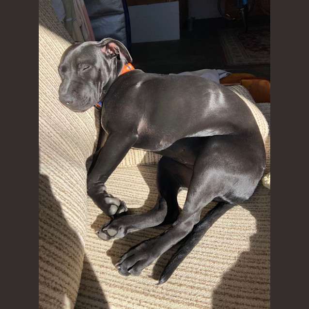 Photo of Juniper   9 Month Old Staffy X (Trial)