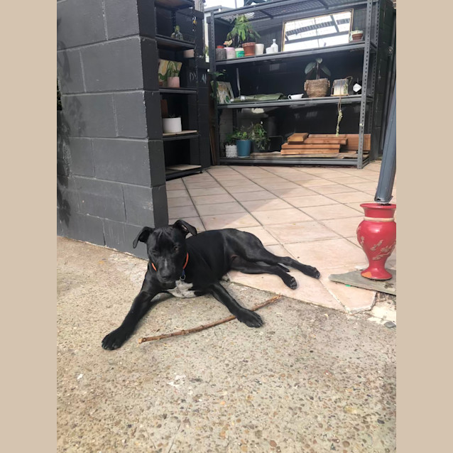 Photo of Juniper   9 Month Old Staffy X (Trial)