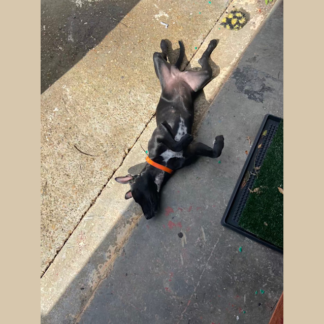 Photo of Juniper   9 Month Old Staffy X (Trial)