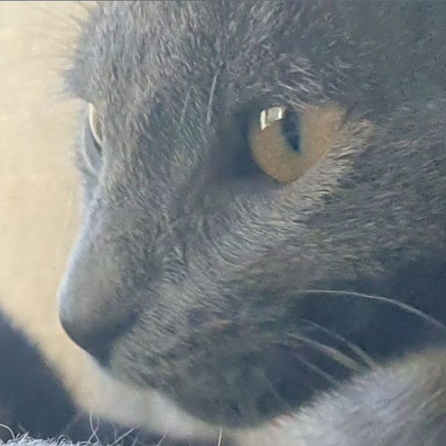 Photo of Bluebell