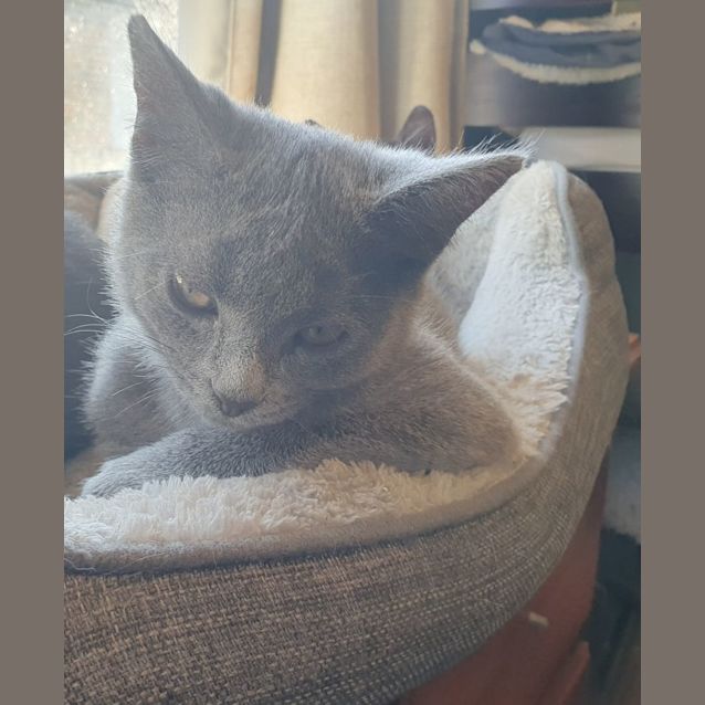 Photo of Bluebell