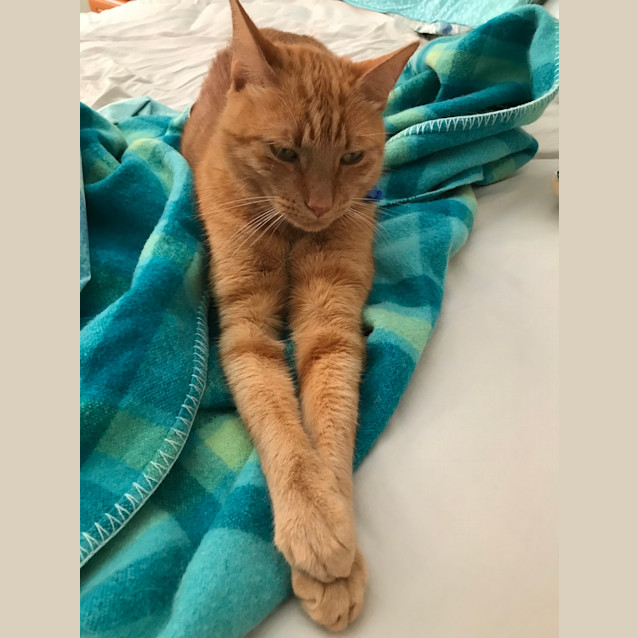 Photo of Smudge