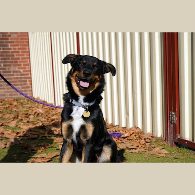 Photo of Mojo