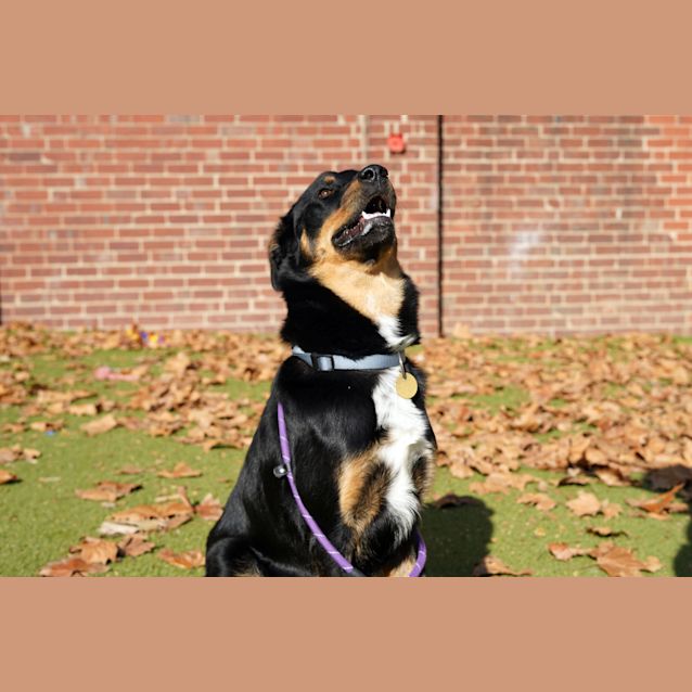 Photo of Mojo
