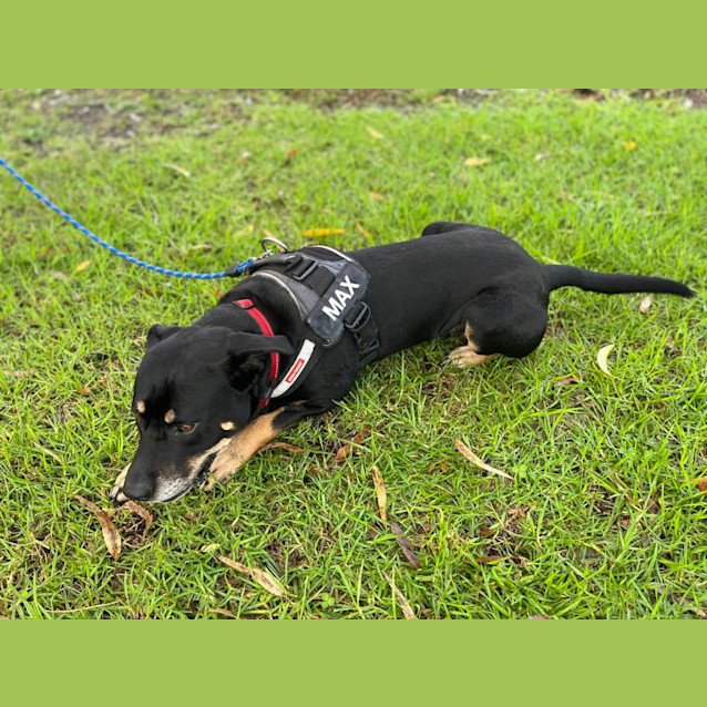 Photo of Max