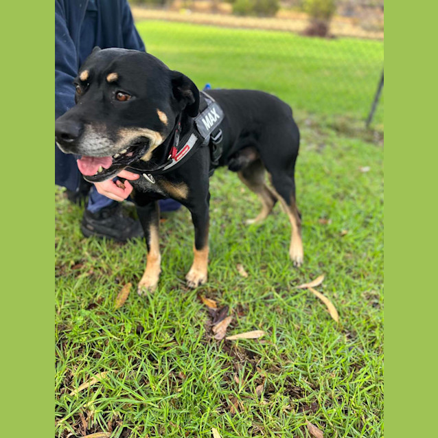 Photo of Max